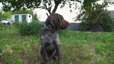 Bahçedeki çimlerin üzerinde oturan sevimli kahverengi ejderha yavrusunun portresi. Dışarıdaki kameraya bakan sevimli Alman sivri köpeği. Yeşil çimlerde yürüyen güzel bir köpek yavrusu. Yavaş çekim.