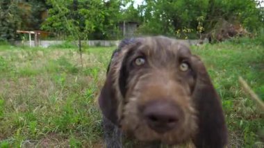 Bahçedeki çimlerin üzerinde kamerayı hareket ettirdikten sonra koşan meraklı Alman sivri uçlu köpek. Kahverengi drahthaar köpek yavrusu sahibi ile yeşil çimlerde koşar. İnsan ve hayvan arkadaşlığı kavramı.