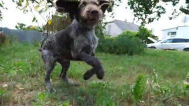 Bahçede çimenlerde koşan neşeli kahverengi ejderha yavrusu. Komik Alman dullu sivri köpek sahibinin yeşil çimlerde yaz günü koşması ile oynuyor. İnsan ve hayvan arkadaşlığı kavramı. Yavaş çekim.