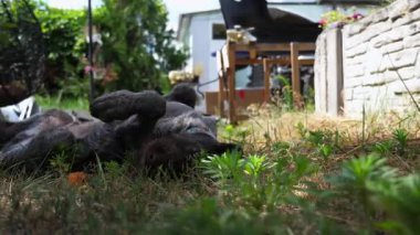 Güzel Alman dul köpek bahçede çimlerin üzerinde yatıyor. Yaz günü yeşil çimlerde dinlenen sevimli kahverengi ejderha yavrusu. Hayvanlar için sevgi kavramı. Yavaş çekim.