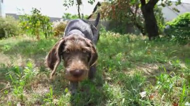 Bahçedeki çimlere kamera yerleştirdikten sonra meraklı Alman sivri uçlu köpek yürüyüşü. Şirin kahverengi ejderha yavrusu sahibi ile yeşil çimlerde oynuyor. İnsan ve hayvan arkadaşlığı kavramı.