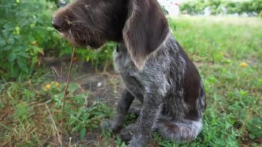 Tatlı Alman sivri uçlu köpek çimlerin üzerinde oturuyor ve tahta çubuk kemiriyor. Bahçedeki yeşil çimenlikteki kameraya çarpan eğlenceli kahverengi ejderha yavrusu. Güzel evcil köpek dışarıda eğleniyor..