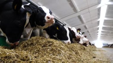 Modern süt çiftliğinde saman yiyen inekler. Süt fabrikasında sığır çiğneme yemi. İnek ahırında kuru otlarla beslenen akrabalar sürüsü. Tarım endüstrisi ve hayvancılık kavramı. Yavaş çekim.