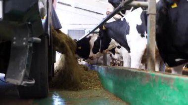 Traktör süt fabrikasındaki sığır sürüsüne ot yayıyor. Dost canlısı memeli hayvanlar inek ahırında taze yem yiyorlar. Tarım endüstrisi ve çiftlik hayvancılığı kavramı. Yavaş çekim.