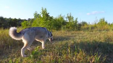 Gün batımında yolda yürürken tasmasını çekerken çekilmiş genç Sibirya köpeğinin Dolly çekimi. Meadow yolunda giden güzel bir hayvan. Arka planda yaz manzarası. Kapat..