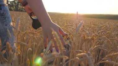 Siberian dış yapraklar köpeğini tahıl alan aracılığıyla ile yürüme ve altın çavdar günbatımında okşayarak genç kızın arka görünümü. Çubuktaki olgun buğday çayır on büyüyen üzerine el. Yavaş hareket kapatmak.