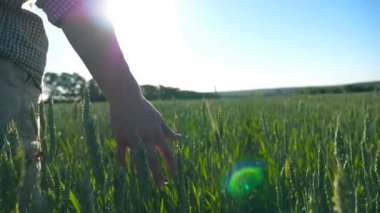 Genç çiftçinin mısır gevreği tarlasında yürüdüğü ve yeşil ekin kulaklarına dokunduğu arka manzara. Erkek çiftçi el tarlada buğday yetiştiriyor ve arka planda güneş ışığı var. Yavaş çekim.