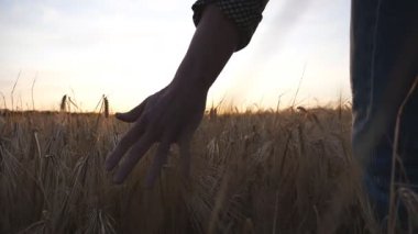 Tarım uzmanının erkek kolu çayırda yetişen olgun buğdayın üzerinde hareket ediyor. Genç çiftçi arpa tarlasında yürüyor ve altından el kulakları ile dokunuyor. Arka planda güneş ışığı. Düşük görünüm Yavaş çekim.