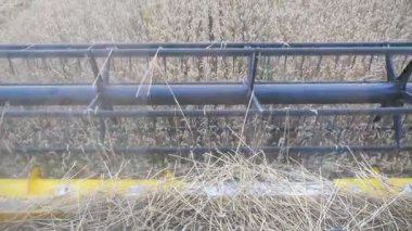 Dönen ve buğday kulakları kesen kombine bıçakları kapatın. Tarlada çalışan hasatçı. İçerideki taksiden arpa toplama işlemine bakın. Hasat ya da tarım kavramı. Yavaş çekim Ayrıntılı görünüm.