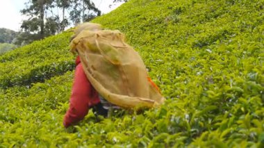 Bahar mevsiminde İskoçya 'da yeşil çalılıklardan taze yaprak toplayan tanınmaz hale gelmiş Hintli bir kadın. Yerli kadın işçi çiftlikte çay hasat ediyor. Arka planda güzel doğa.