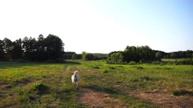 Mutlu köpek cins labrador güneşli bir günde çayırda koşuyor. Tatlı dost canlısı Golden Retriever yeşil alanda koşuyor. Arka planda güzel bir yaz manzarası. Yavaşça kapat..
