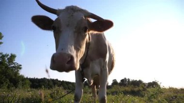 Yeşil çimlerde dikilip kameraya bakan sevimli, dost canlısı ineğin portresi. Güzel inek çayırda otluyor ve arka planda güneş ışığıyla merak gösteriyor. Otlaktaki sığırlar. Çiftçilik kavramı.