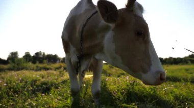 Meraklı ineğin portresi kameraya bakar çayırda büyük ıslak bir burunla koklarken. Yeşil çimlerde otlayan sevimli memeli hayvan merakını gösteriyor. Otlaktaki sığırlar. Çiftçilik kavramı. Kapat..