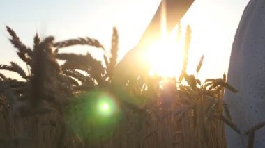 Kamera, kadının eli kulağına hafifçe dokunuyor. Beyaz elbiseli kaygısız bir kadın tahıl tarlasında yürüyor ve yaz günbatımının tadını çıkarıyor. Özgürlük ya da tarım kavramı. Yavaş çekim.