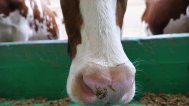 Meraklı, dost canlısı bir hayvan kameraya bakar ve sığır çiftliğine büyük ıslak bir burunla koklar. Süt çiftliğinde merakını gösteren şirin süt ineği. Çiftlik hayvancılığında tarım sektörü kavramı. Kapat..