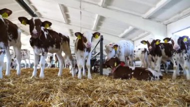 Süt fabrikasındaki ahırda samanların üzerinde duran güzel küçük buzağılar. Süt çiftliğindeki kameraya bakan meraklı küçük inekler. Tarım endüstrisi ve çiftlik hayvancılığı kavramı. Yavaş çekim.