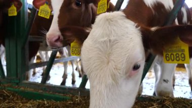 Meraklı küçük buzağı kameraya bakar ve sığır çiftliğine büyük ıslak bir burunla koklar. Süt çiftliğinde merakını gösteren şirin bir inek. Çiftlik hayvancılığında tarım sektörü kavramı. Kapat..