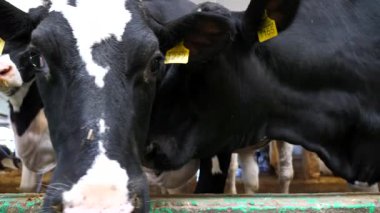 Modern süt çiftliğindeki ahırda duran meraklı ineklerin portresi. Memeli hayvanlar süt fabrikasındaki kameralara bakar. İnek ahırında yem bekleyen sevimli akrabalar. Çiftlik hayvancılığındaki tarım sektörü kavramı,