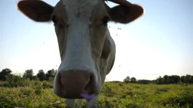 Meraklı ineğin portresi kameraya bakar çayırda büyük ıslak bir burunla koklarken. Yeşil çimlerde otlayan sevimli memeli hayvan merakını gösteriyor. Otlaktaki sığırlar. Çiftçilik kavramı. Kapat..