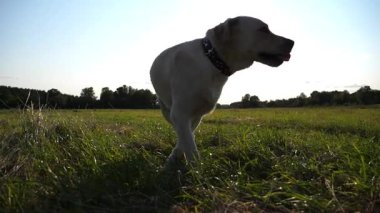 Babasının erkek ayağı, oğluyla bebek arabasında ve labrador av köpeğiyle Meadow 'da yürüyor. Babası çocuk arabasında ve köpeği de tarlada. Baba, yavrusu ve hayvanıyla vakit geçiriyor..