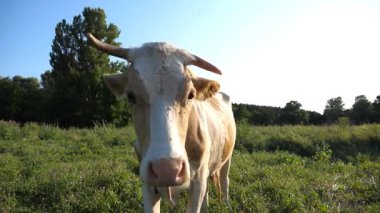 Meraklı ineğin portresi kameraya bakar çayırda büyük ıslak bir burunla koklarken. Yeşil çimlerde otlayan sevimli memeli hayvan merakını gösteriyor. Otlaktaki sığırlar. Çiftçilik kavramı. Kapat..