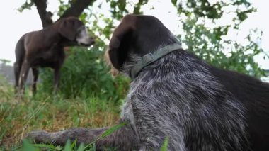 Bahçedeki çimlerin üzerinde uzanan sevimli kahverengi ejderha yavrusunun portresi. Dışarıdaki kameraya bakan sevimli Alman sivri köpeği. Güzel evcil köpek yeşil çimlerde dinleniyor. Yavaş çekim.