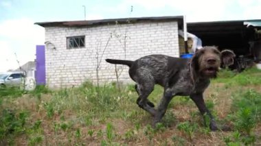 Yazın bahçede çimlerin üzerinde koşan, oynak, dul bir Alman köpeği. Kahverengi drahthaar köpek yavrusu sahibi ile yeşil çimlerde koşar. İnsan ve hayvan arkadaşlığı kavramı. Yavaş çekim.