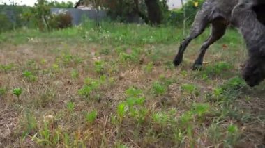 Bahçedeki çimlerin üzerinde kamerayı hareket ettirdikten sonra koşan meraklı Alman sivri uçlu köpek. Kahverengi drahthaar köpek yavrusu sahibi ile yeşil çimlerde koşar. İnsan ve hayvan arkadaşlığı kavramı.