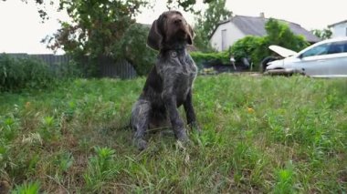 Bahçedeki çimlerin üzerinde oturan sevimli kahverengi ejderha yavrusunun portresi. Dışarıdaki kameraya bakan sevimli Alman sivri köpeği. Yeşil çimlerde yürüyen güzel bir köpek yavrusu. Yavaş çekim.