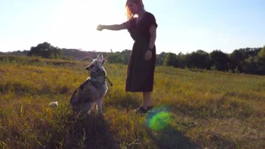Sibirya köpeği onu ısırıp çayırda çekerken, elinde plastik bir şişe tutan sarı saçlı genç bir kızın profili. Mutlu kadın gün batımında evcil hayvanla birlikte tarlada vakit geçiriyor..