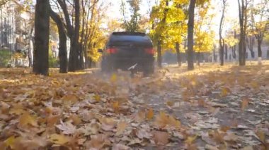 Kameralar, güneşli bir günde sarı sonbahar yaprakları üzerinde park yolunda güçlü bir arabayı takip ediyor. Renkli sonbahar yaprakları otomobilin arkasından kalkıyor. Araç boş yoldan geçiyor. Alt görünüm Yavaş çekim.