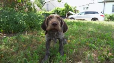 Tatlı kahverengi drahthaar köpek yavrusu yaz günü bahçede kameraya havlıyor. Yeşil çimenlikte sahibi ile oynayan komik Alman sivri uçlu köpek. İnsan ve hayvan arkadaşlığı kavramı. Yavaş çekim.