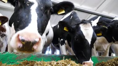 Modern süt çiftliğinde saman yiyen inekler. Süt fabrikasında sığır çiğneme yemi. İnek ahırında kuru otlarla beslenen akrabalar sürüsü. Tarım endüstrisi ve hayvancılık kavramı. Yavaş çekim.