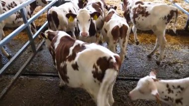 Süt fabrikasının ahırında duran şirin küçük inekler. Süt çiftliğinde beslendikten sonra samanların üzerinde dinlenen güzel küçük buzağılar. Tarım endüstrisi ve çiftlik hayvancılığı kavramı. Yavaş çekim.