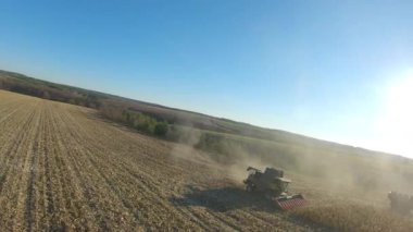 Çağdaş hasat makinesinin üzerinde uçmak güneşli bir günde tarlada olgun mısır hasadı toplamak. Kırsal kesimlerde sürüşü birleştirip sarı mısır saplarını kesiyor. Hasat sırasında tarlaların havadan görüntüsü. Yavaş çekim.
