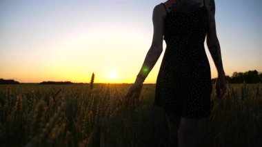 Siyah elbiseli genç kız arpa tarlasında yürüyor ve olgunlaşmış ekin kulaklarına hafifçe dokunuyor. Yeşil buğday üzerinde hareket eden dişi kol ve arka planda güzel bir günbatımı. Yavaş çekim.