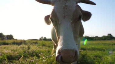 Yeşil çimlerde dikilip kameraya bakan sevimli, dost canlısı ineğin portresi. Güzel inek çayırda otluyor ve gün batımında merak gösteriyor. Otlaktaki sığırlar. Çiftçilik kavramı. Yavaşça kapat..