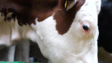 Süt fabrikasındaki güzel memeli hayvanın gözüne yakın. Modern süt çiftliğinde kuru otlarla beslenen bakımlı bir inek. Sığır kulübesinde yem yiyorum. Tarım endüstrisi ve çiftlik hayvanları çiftliği.