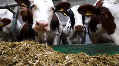 Süt fabrikasında bir sıra sığır yemi. Meraklı inekler modern süt çiftliğinde saman yiyen kameralara bakarlar. Akraba sürüleri ahırda tohum olarak yetiştirilecek. Tarım endüstrisi ve hayvancılık.