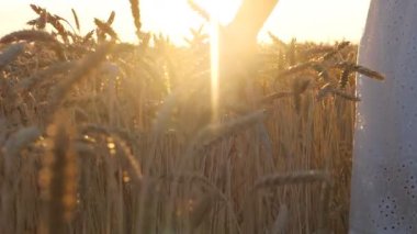 Tanınmayan beyaz elbiseli bir kadın tahıl tarlasında yürüyor. Hasat kulaklarına nazikçe dokunuyor. Güzel bir buğday manzarası günbatımı arka planında yavaşça sallanıyor. Çiftçilik ya da yaz konsepti. Yavaş çekim.
