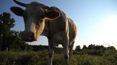 Yeşil çimlerde dikilip kameraya bakan sevimli, dost canlısı ineğin portresi. Güzel inek çayırda otluyor ve arka planda güneş ışığıyla merak gösteriyor. Otlaktaki sığırlar. Çiftçilik kavramı.