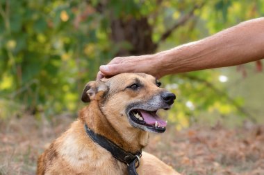 Bir adamın eli, sevimli kırmızı bir köpeğin kafasını okşuyor. Evcil hayvanları ve arkadaşlık kavramını seviyorum. Köpek portresini kapat..