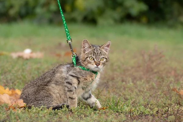 Small Frightened Kitten Harness Walks First Time Concept Safe Walking — Stock Photo, Image