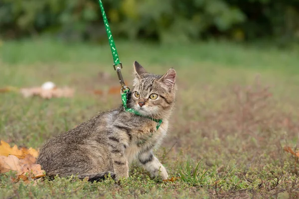 Cute Striped Kitten Walks Harness Park Concept Safe Walking Pets — Stock Photo, Image