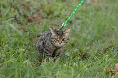 Koşumlu küçük çizgili bir kedi yavrusu dışarıda yürüyor. Koşumlu bir kedi yavrusunun portresi..