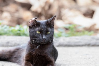 Kulağı kırık evsiz bir kara kedi sokakta yatıyor. Pis, hasta bir kedinin portresi. Sokaktaki evsiz hayvanların hayatta kalma kavramı..