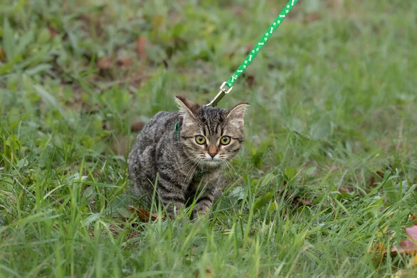 Small Striped Kitten Walking Harness Walks Portrait Kitten Harness Safe — Stock Photo, Image