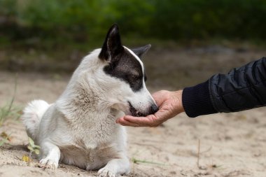 Sahipsiz bir köpeği beslemek. Issız bir sahilde bir adam aç bir sokak köpeğini köpek mamasıyla besler. Sokaktaki evsiz hayvanlara yardım etme kavramı..