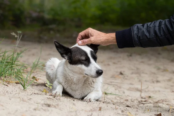 Stray dog on the street.A man pats the head of a white pedigree dog on a deserted beach in the fall.Survival of stray dogs on the street.