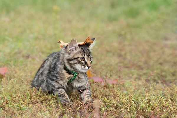Kitten Plays Dry Leaf Portrait Funny Little Kitten Harness Fall — Stock Photo, Image